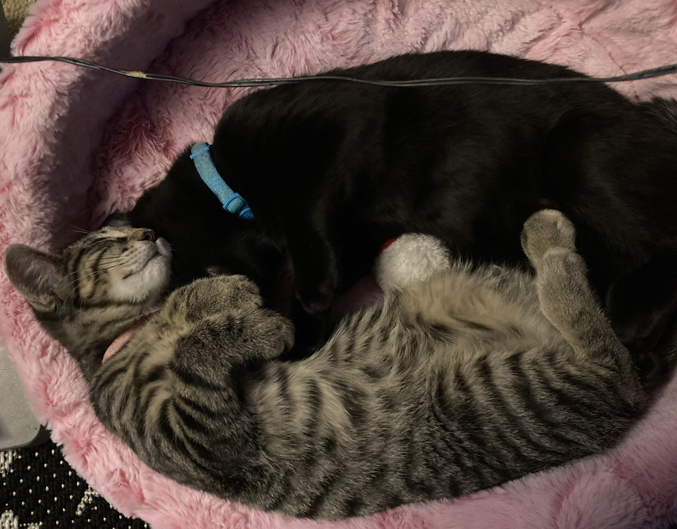 baby tiger and kitkat, sleeping